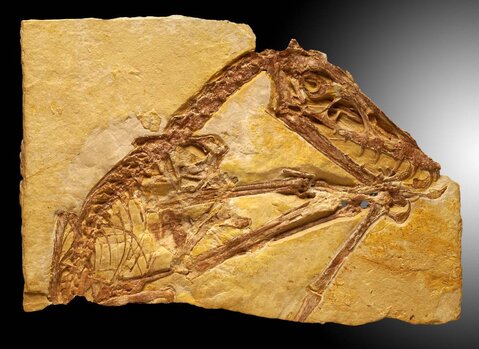 Scaphognatus crassirostris (Flugsaurier)