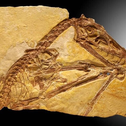 Scaphognatus crassirostris (Flugsaurier)