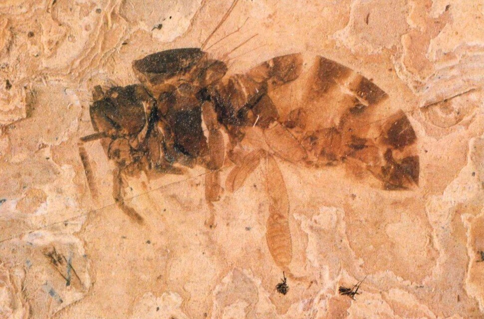 Fossil einer Honigbiene aus der Fundstätte in Rott. Fossil einer Honigbiene aus der Fundstätte in Rott.