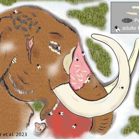 Mammut mit Insekten im Gras