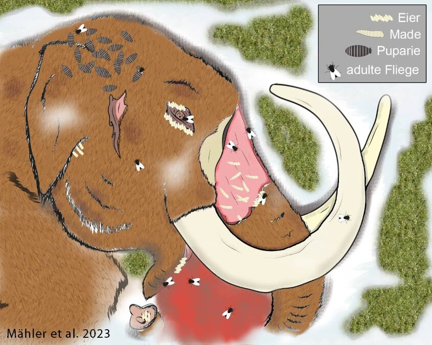 Mammut mit Insekten im Gras