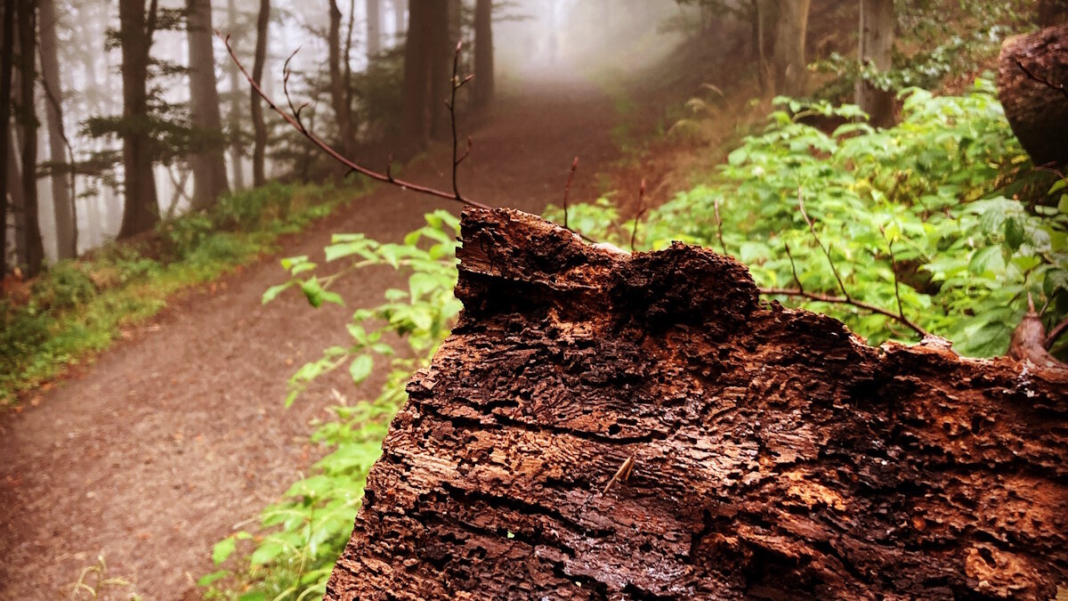Waldweg im Nebel